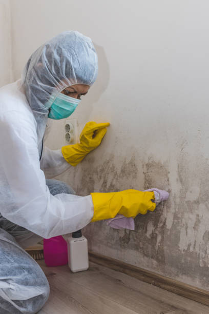 Reliable Oroville, WA Mold Removal Solutions